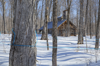 La cabane à sucre